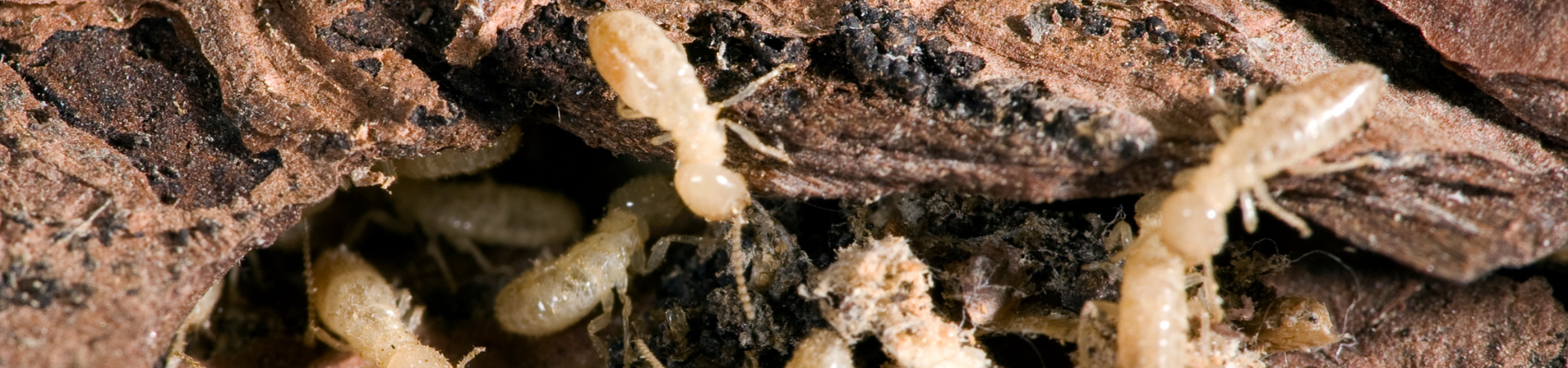 Termites sur du bois