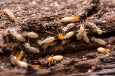 Diagnostic termites, mérule : de nouvelles cartographies sur le site du Cerema